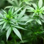marijuana seedling